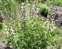 baptisia alba 1r.jpg